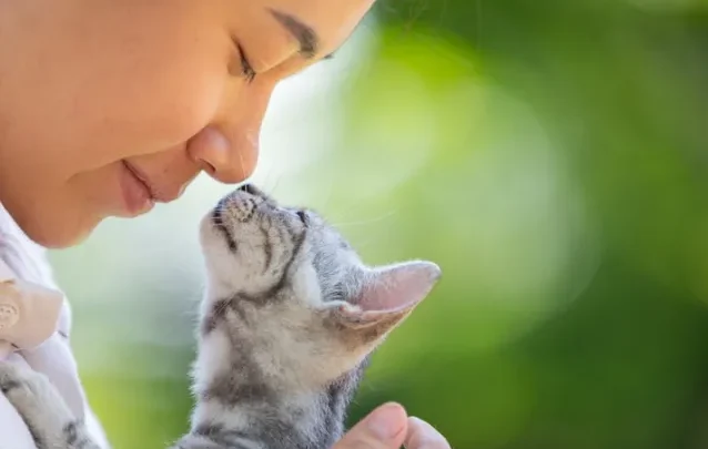 Is Your Cat In Heat? Here’s What You Need To Know.