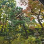 Tall trees growing in garden