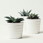 Selective Focus Photography of Three Succulent Plants