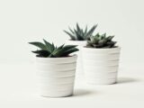 Selective Focus Photography of Three Succulent Plants