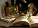 Photo of Cat Standing on Top of a Book