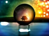 Selective Focus Photography of Water Globe With Tree Illustration