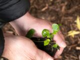 A person holding a small plant in their hands