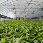 Field of Plants in Greenhouse