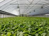 Field of Plants in Greenhouse