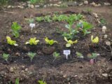 Close-Up Shot of Growing Plants in a Garden