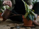 Person Watering a Potted Plant